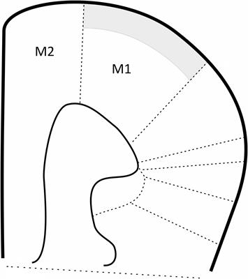 Negative Allosteric Modulators of mGlu7 Receptor as Putative <mark class="highlighted">Antipsychotic Drugs</mark>